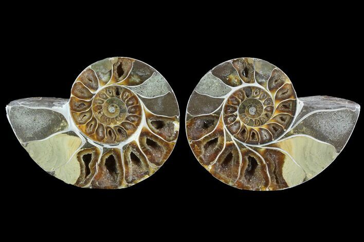 Cut & Polished Ammonite (Anapuzosia?) Pair - Madagascar #88017